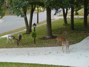 Herd of deer on urban property front yard. Note the piebald deer on the far left side.