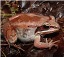 Wood frog, What It's Like Being a Wildlife Student