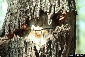 Glycobius speciosus on sugar maple tree, photo by Steven Katovich, USDA Forest Service