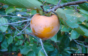 Persimmon Fruit, Buwgood.org