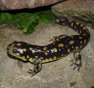 Tiger Salamander