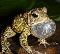 Calling American Toad. 