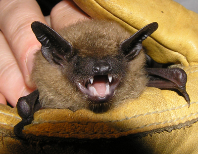 Bat, northern long-eared bat threatened species.