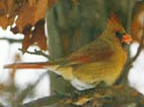 Cardinal