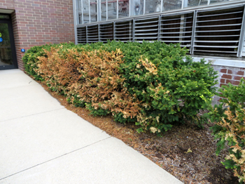 Yew bushes with winter damage