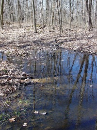 Emphemeral wetland in Brown County, Indiana.