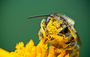 Bee Pollinating