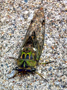Cicada on rocks.