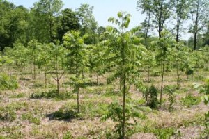 Tree Planting