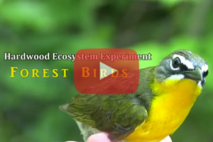 Managing Woodlands for Birds