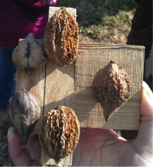 Comparison of nuts