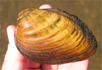 Clubshell mussel
