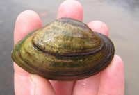 snuffbox mussel
