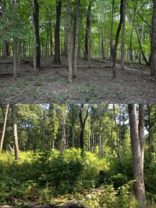 Poorly managed forest vs. managed forest with forage for wildlife.