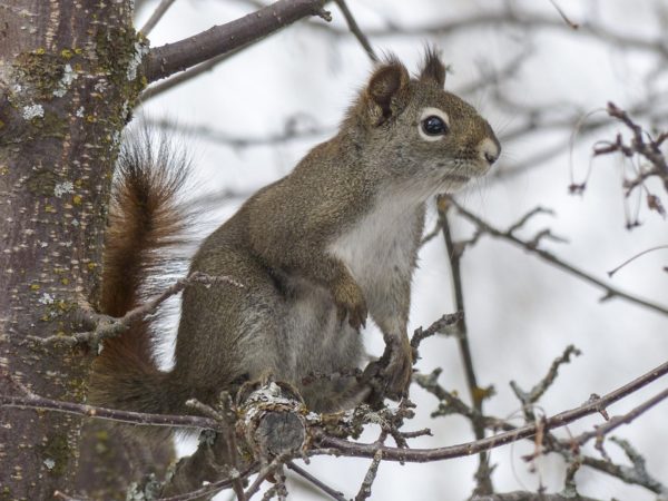 Squirrel with missing fur. Is it sick? | Purdue Extension Forestry &  Natural Resources
