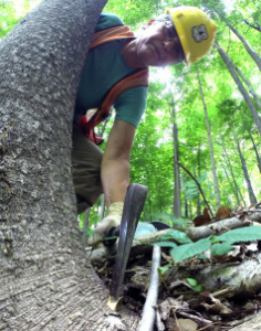 Forestry expert examining tree roots, Indiana Woodland Steward website.