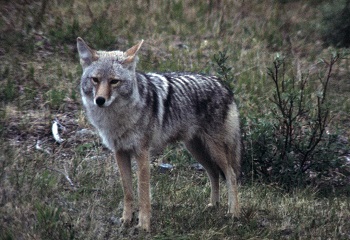 Coyotes Are Active In Winter Months