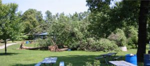 Storm damage, trees down