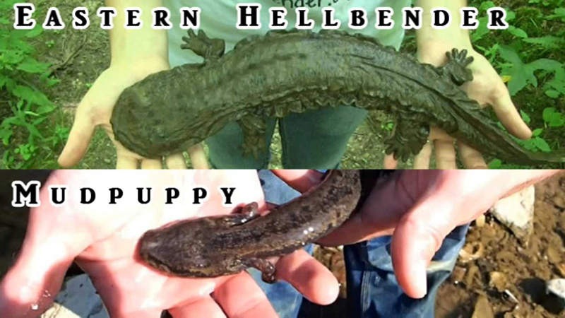 I found this in my barn. Is it a Hellbender?  Purdue Extension Forestry &  Natural Resources