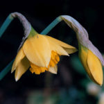Daffodils drooping at night.