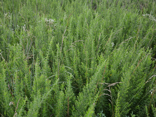 Sericea lespedeza in grasslands, invasive plant species