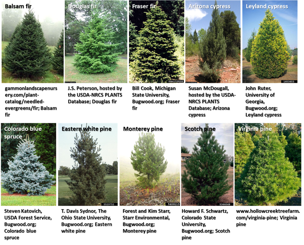 Examples of holiday tree types