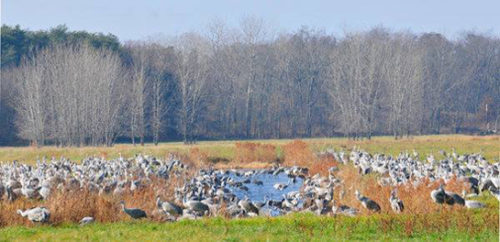 Sandhill Cranes stopped at Jasper-Pulaski Fish and Wildlife Area during fall migration. Photo: Indiana DNR
