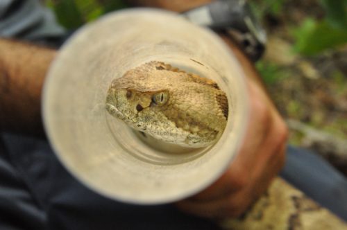 Timber rattlesnake in handling tube.