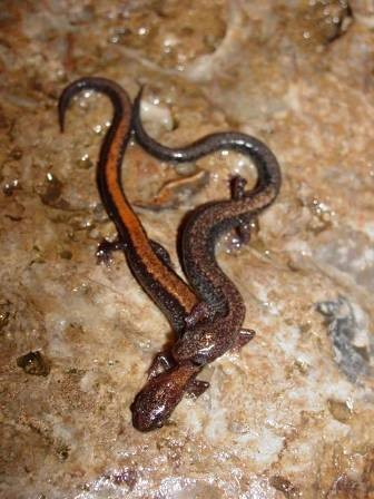 Eastern red-backed salamanders.