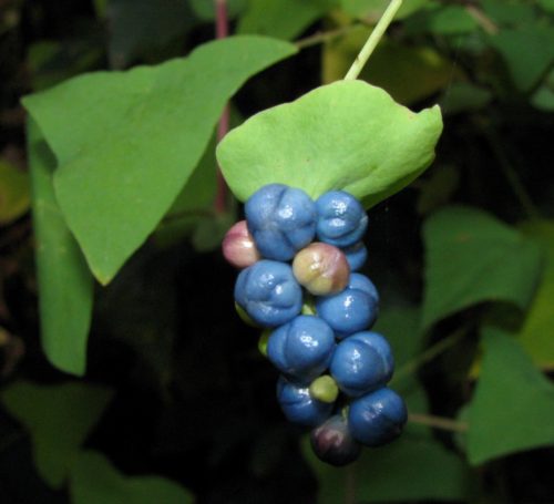 Mile-a-minute fruit berries