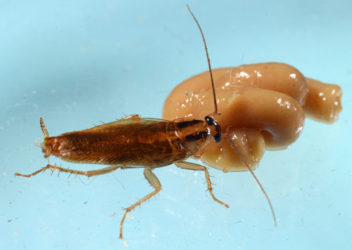 cockroach in lab