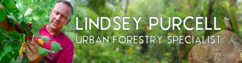 Lindsey Purcell Urban Forestry Specialist