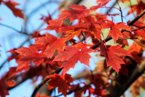 red tree leaves