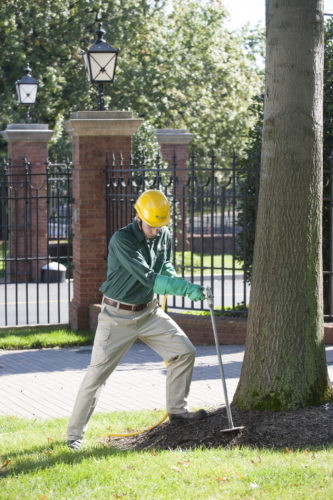 Professional arborist working on tree