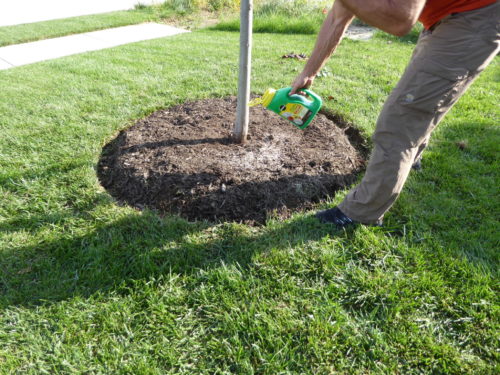 fertilizer beng poured at base of tree