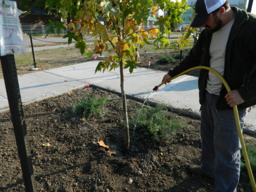 man watering tree
