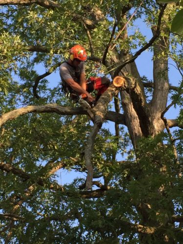 Tree work requires training and expertise for safe pruning and removals.