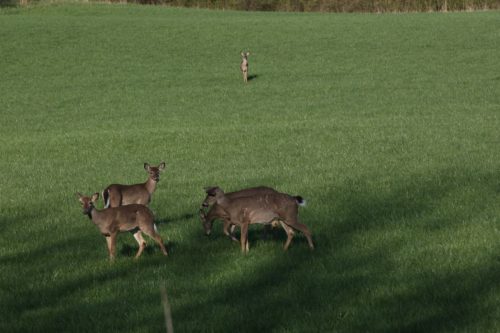 Deer on open grass area.