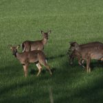 Group of deer on grass, Indiana DNR hunting season