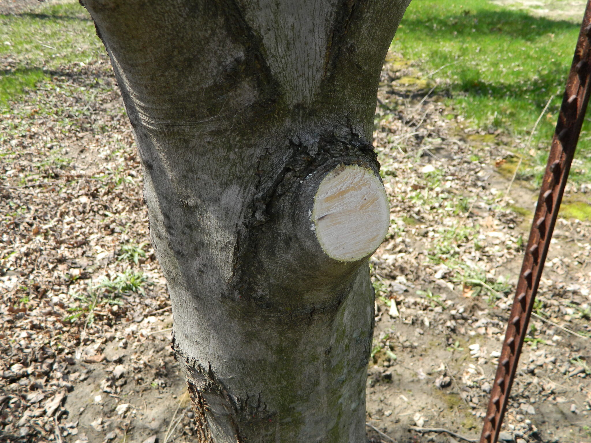 Should I cover large pruning wounds with a tree wound dressing