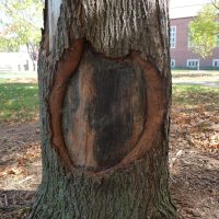 damagedTreeTrunk