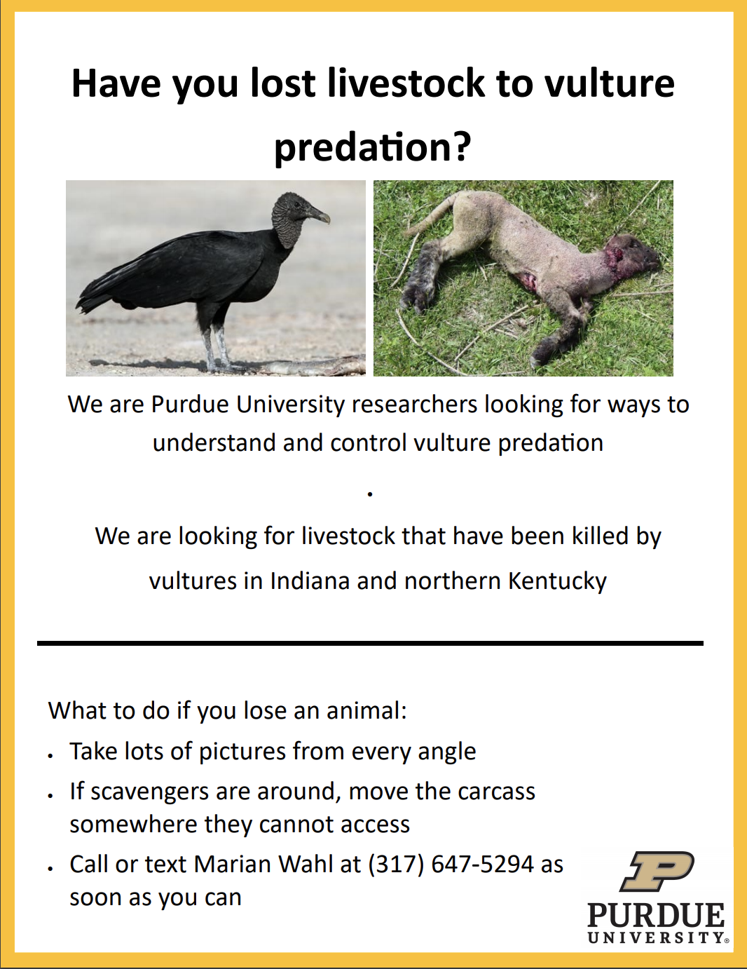 Contact Purdue FNR With Any Livestock Loss Due to Vultures | Purdue  Extension Forestry & Natural Resources