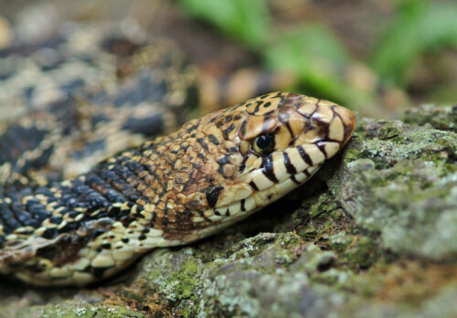 snake