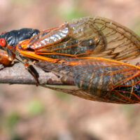 cicadaSideDorsal