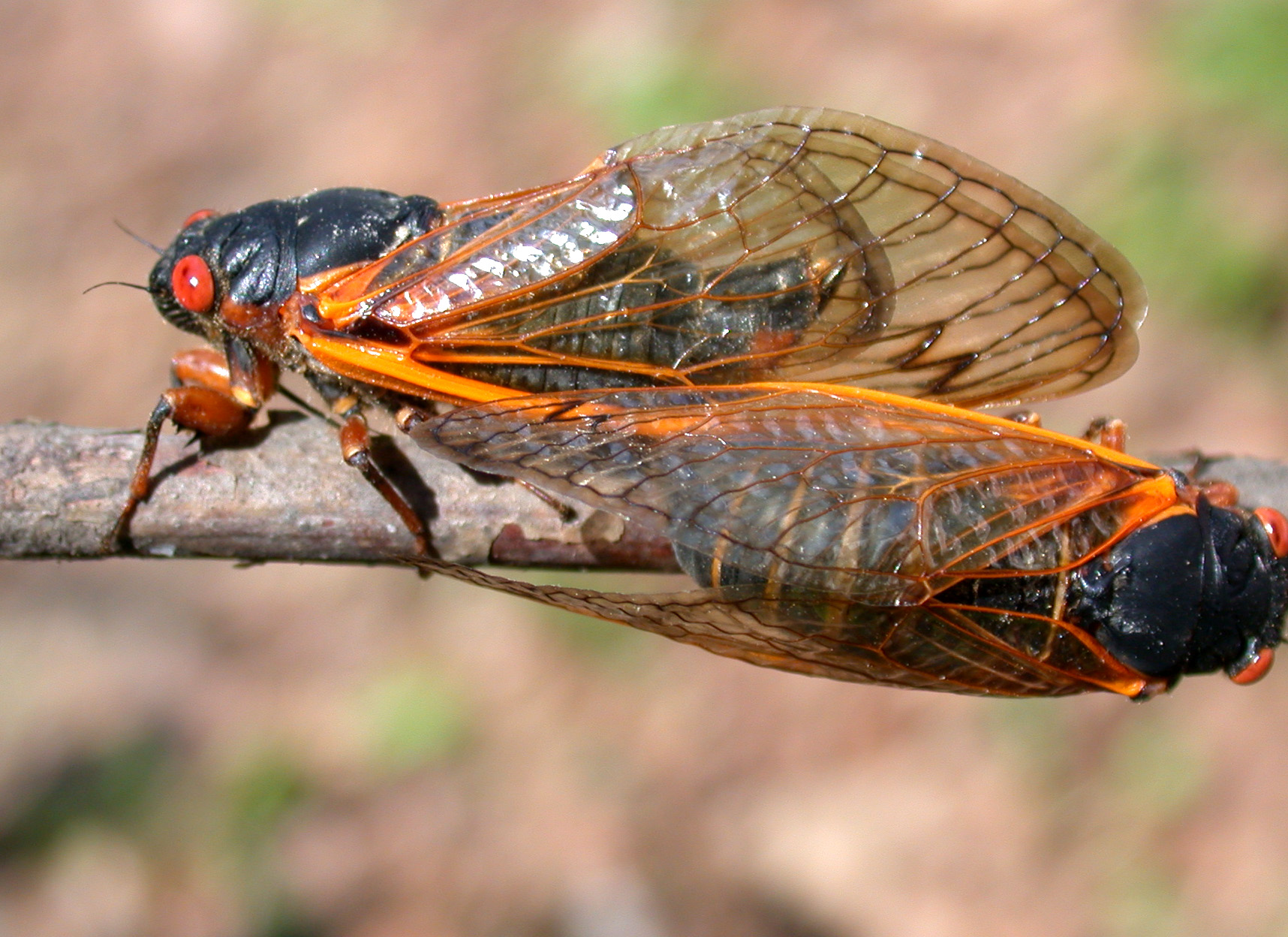 Purdue Landscape Report 17Year Cicadas Are Coming