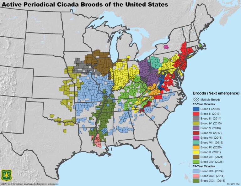 Billions of Cicadas Are Coming This Spring; What Does That Mean for Wildlife?