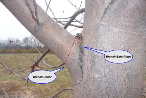 Branch Collar and Branch Park Ridge Image