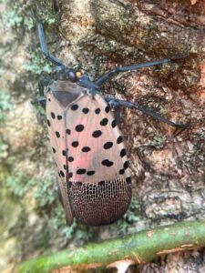 Fig 1 Spotted Lanternfly Photo