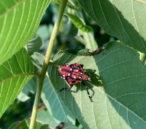 Fig 2 Spotted Lanternfly Photo