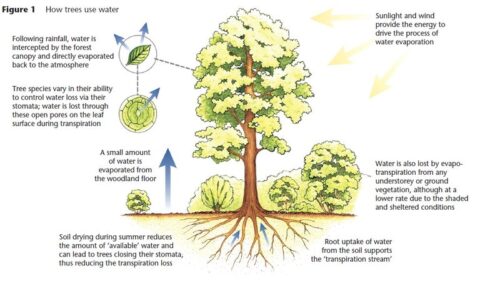 A graphic about how trees take in and use water.